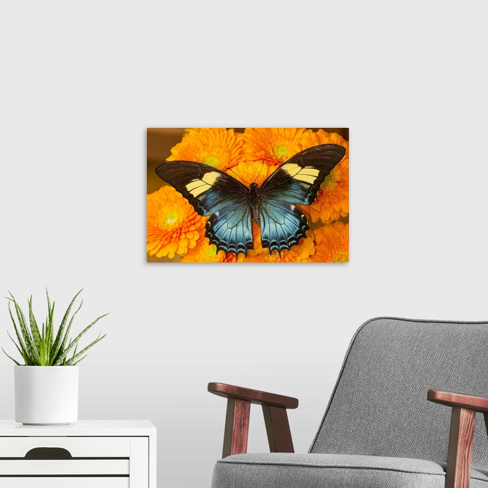 A modern room featuring Female butterfly (papilio androgeos) from Peru on orange gerber daisies