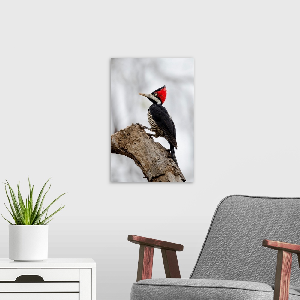 A modern room featuring South America, Brazil, The Pantanal, crimson-crested woodpecker, Campephilus melanoleucus. Female...