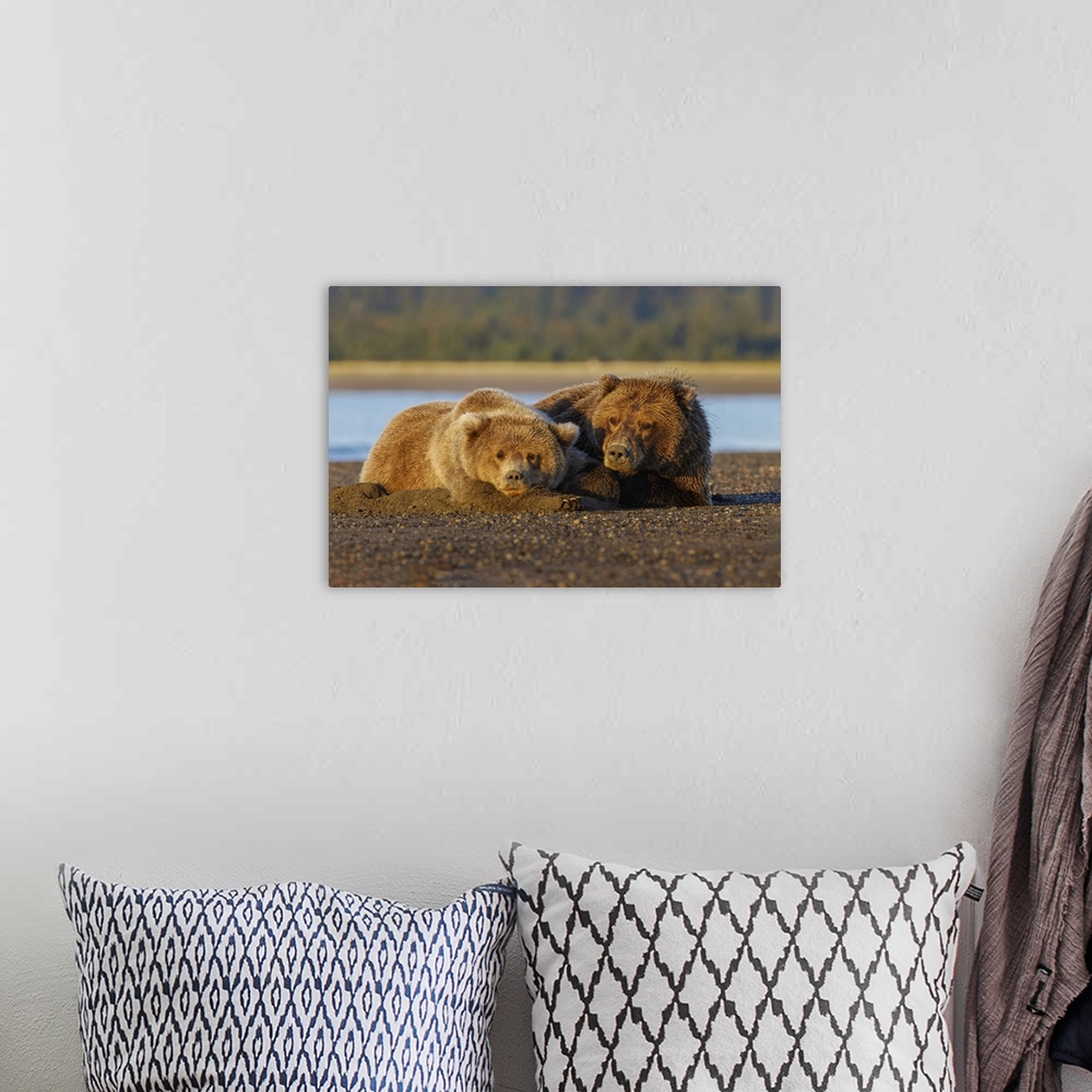A bohemian room featuring Adult female grizzly bear and cub sleeping together on beach at sunrise, Lake Clark National Park...