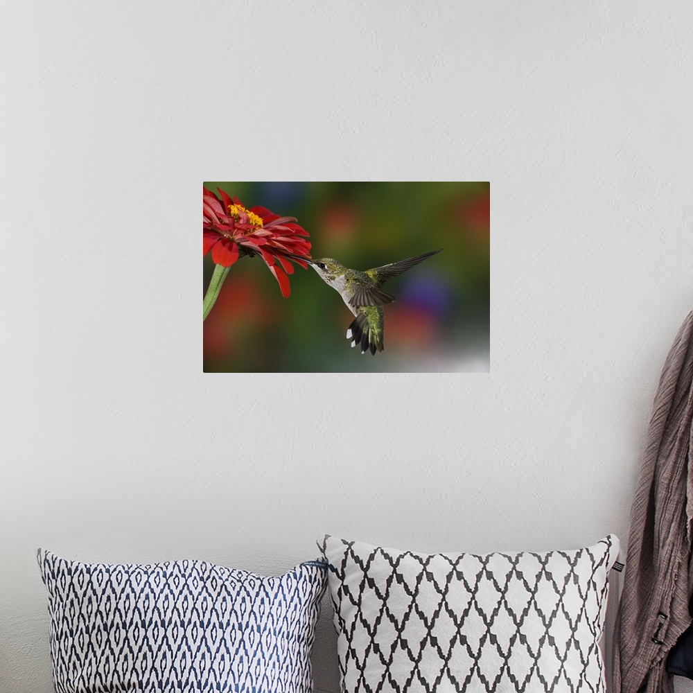 A bohemian room featuring Female Ruby-throated Hummingbird feeding on flower, Louisville, Kentucky