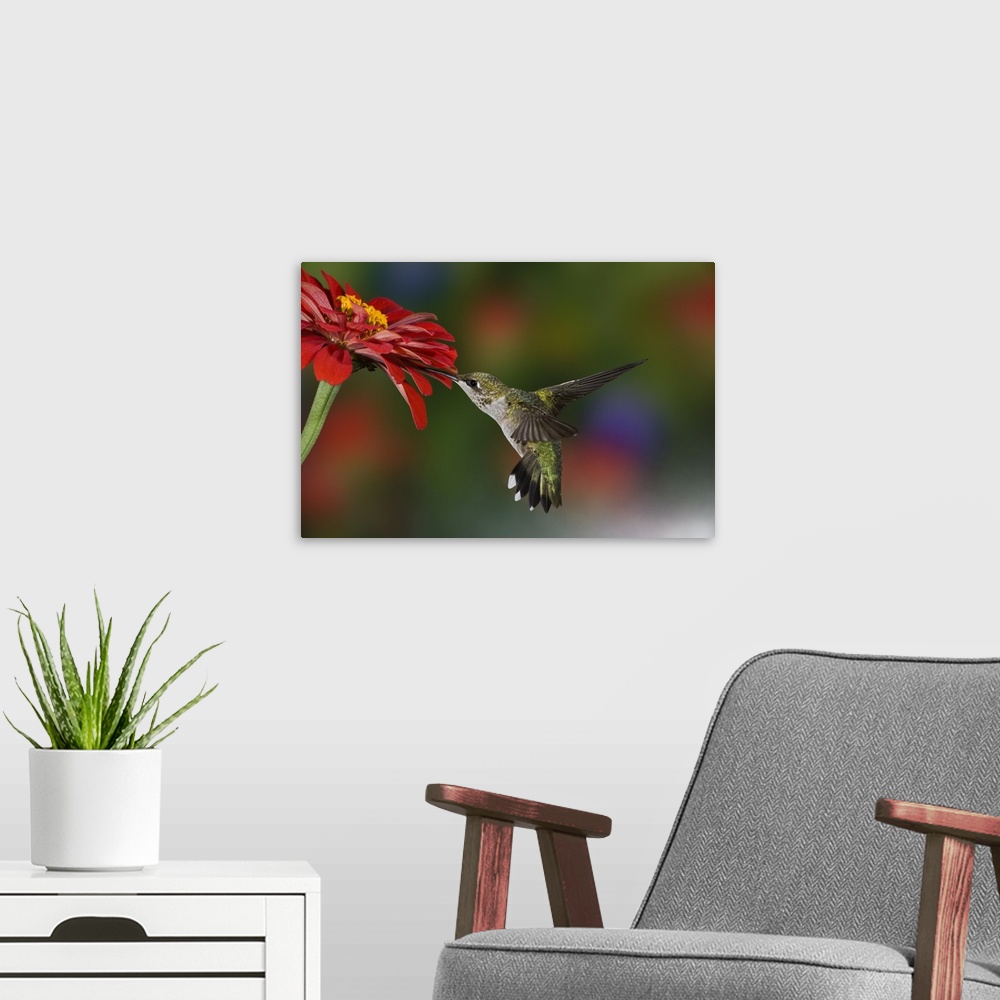 A modern room featuring Female Ruby-throated Hummingbird feeding on flower, Louisville, Kentucky