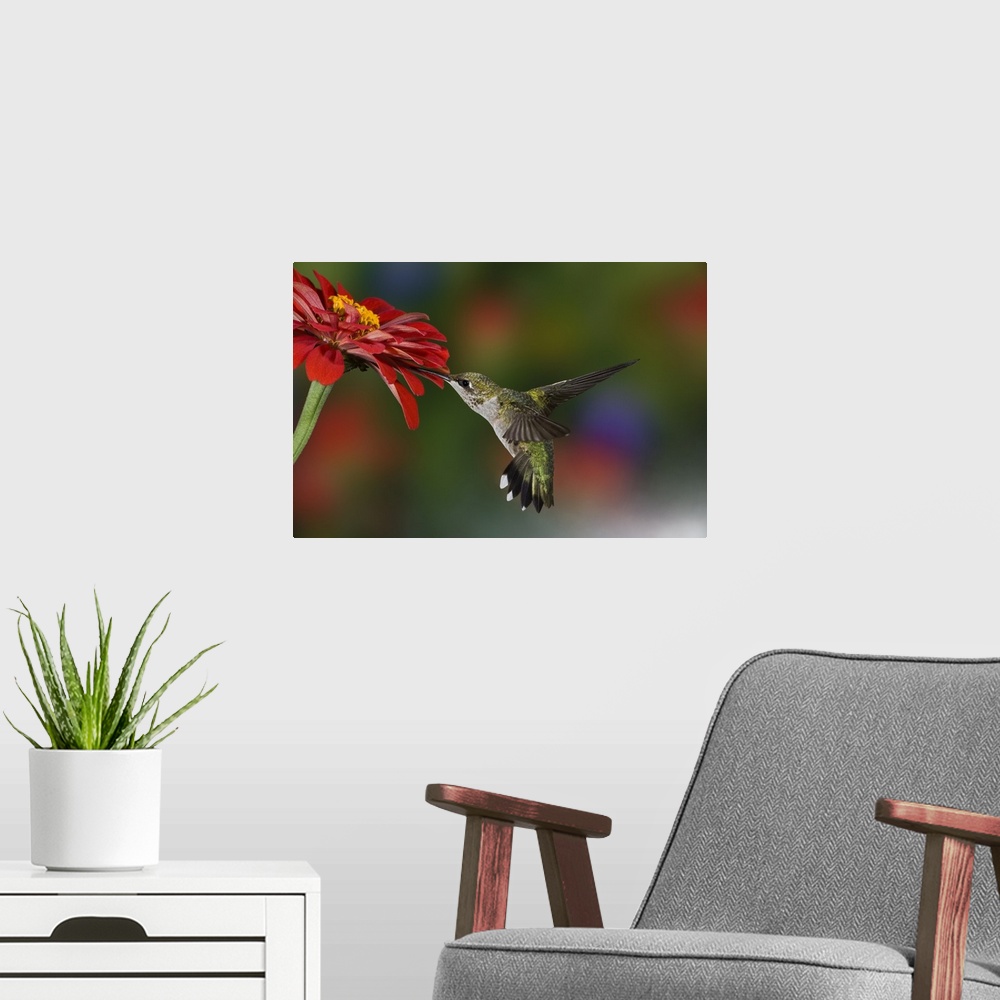 A modern room featuring Female Ruby-throated Hummingbird feeding on flower, Louisville, Kentucky