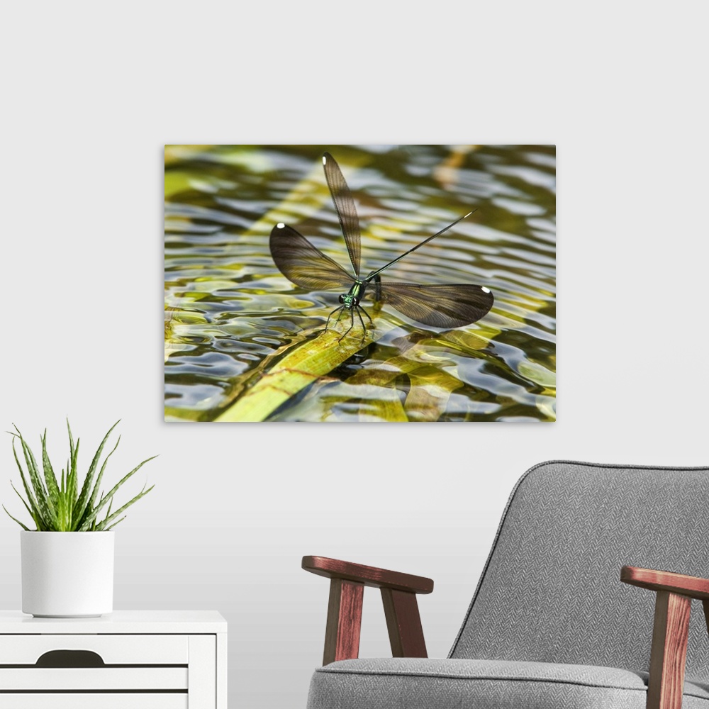 A modern room featuring Female Sparkling Jewelwing (Calopteryx dimidiata) displays while perched on a waterplant leaf in ...