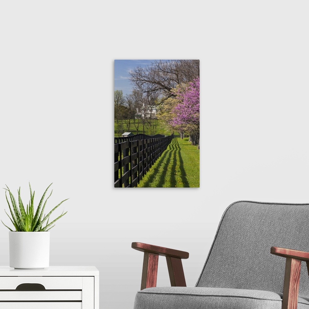 A modern room featuring Fence and dogwood and redbud trees in early spring, Lexington, Kentucky