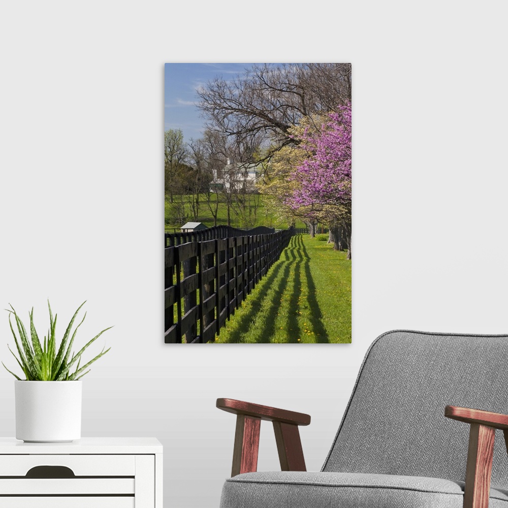 A modern room featuring Fence and dogwood and redbud trees in early spring, Lexington, Kentucky