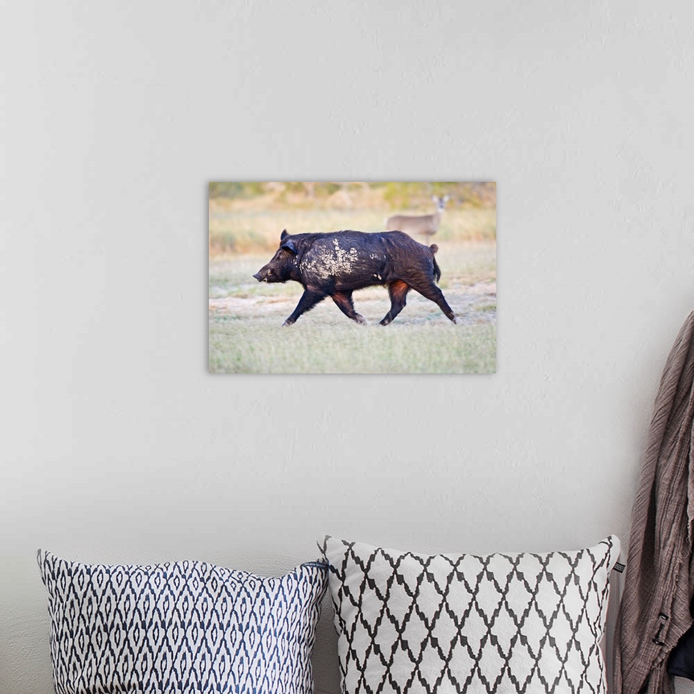 A bohemian room featuring Feral Hog (Sus scrofa) male (boar) running wild in Willacy County, s. Texas, USA, December, with ...