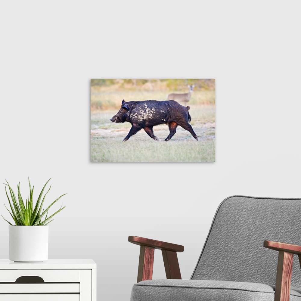 A modern room featuring Feral Hog (Sus scrofa) male (boar) running wild in Willacy County, s. Texas, USA, December, with ...