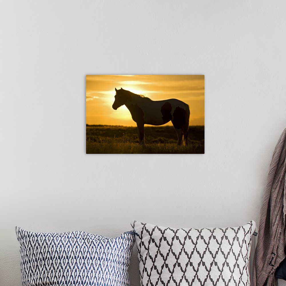 A bohemian room featuring Feral Horse (Equus caballus) in grass at sunset, sagebrush country east of Cody, Wyoming, USA.