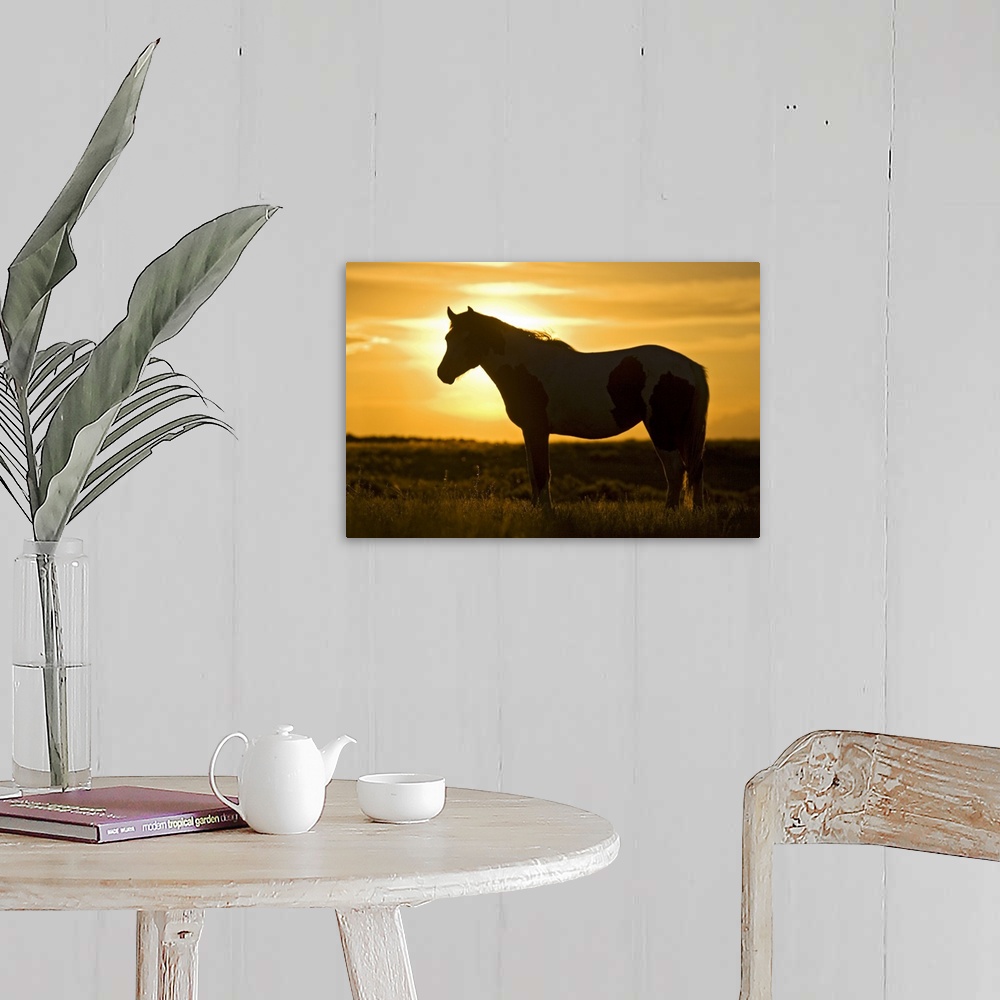 A farmhouse room featuring Feral Horse (Equus caballus) in grass at sunset, sagebrush country east of Cody, Wyoming, USA.