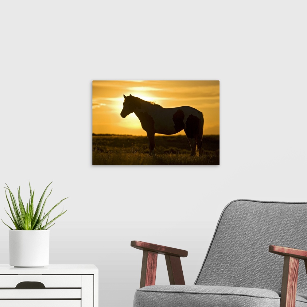 A modern room featuring Feral Horse (Equus caballus) in grass at sunset, sagebrush country east of Cody, Wyoming, USA.