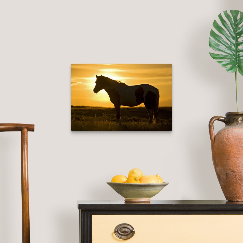 A traditional room featuring Feral Horse (Equus caballus) in grass at sunset, sagebrush country east of Cody, Wyoming, USA.