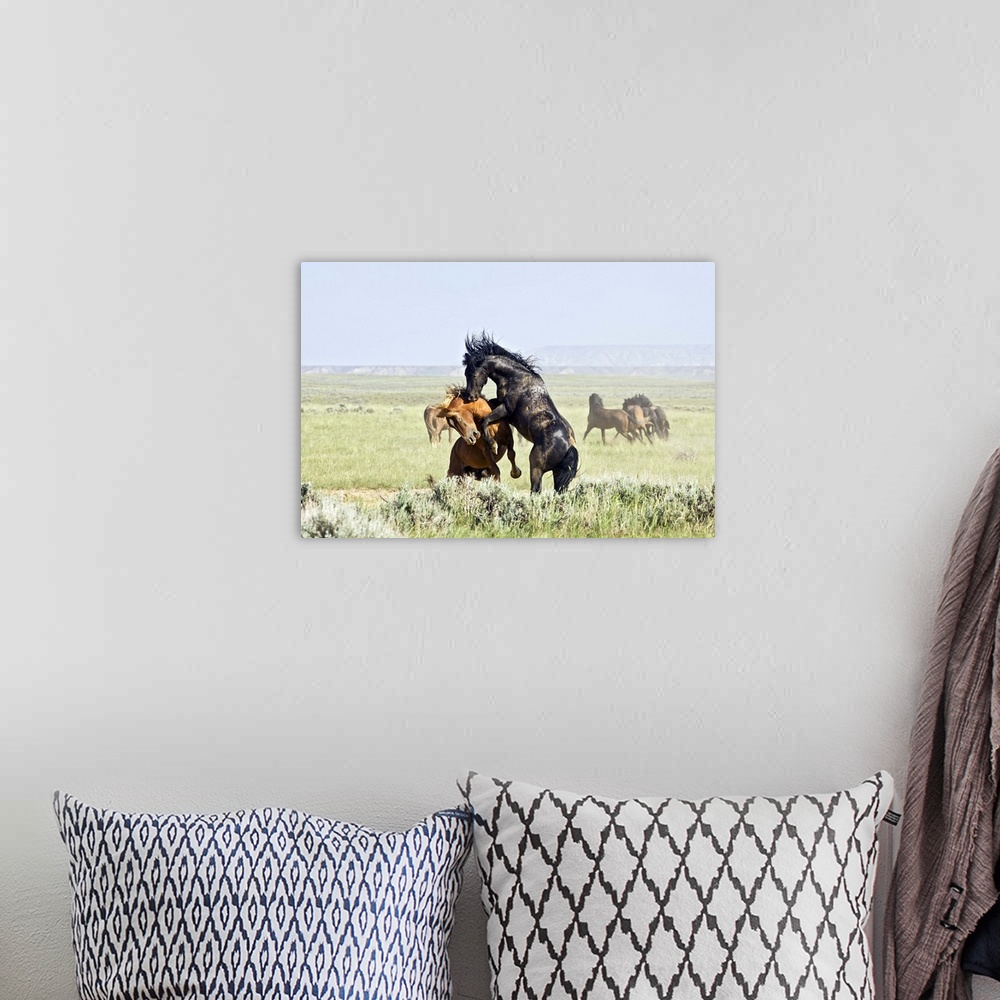 A bohemian room featuring Feral Horses (Equus caballus) fighting, east of Cody, Wyoming.