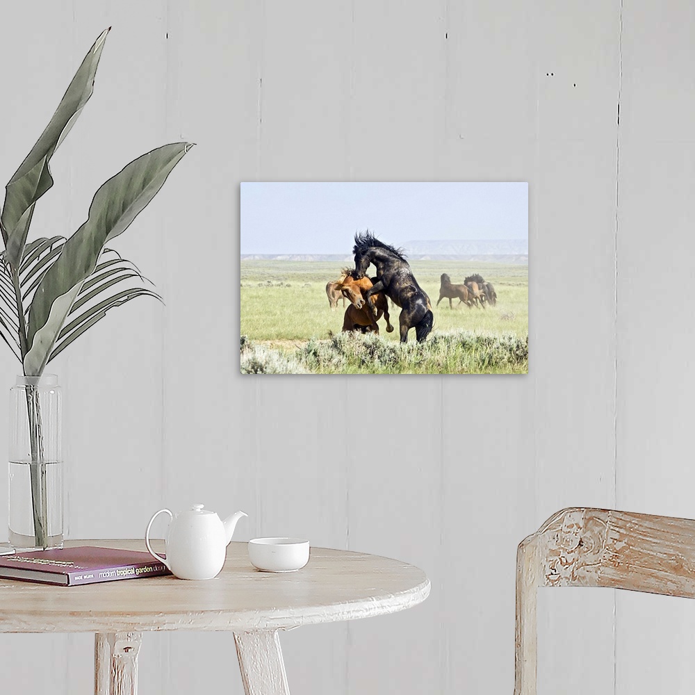 A farmhouse room featuring Feral Horses (Equus caballus) fighting, east of Cody, Wyoming.