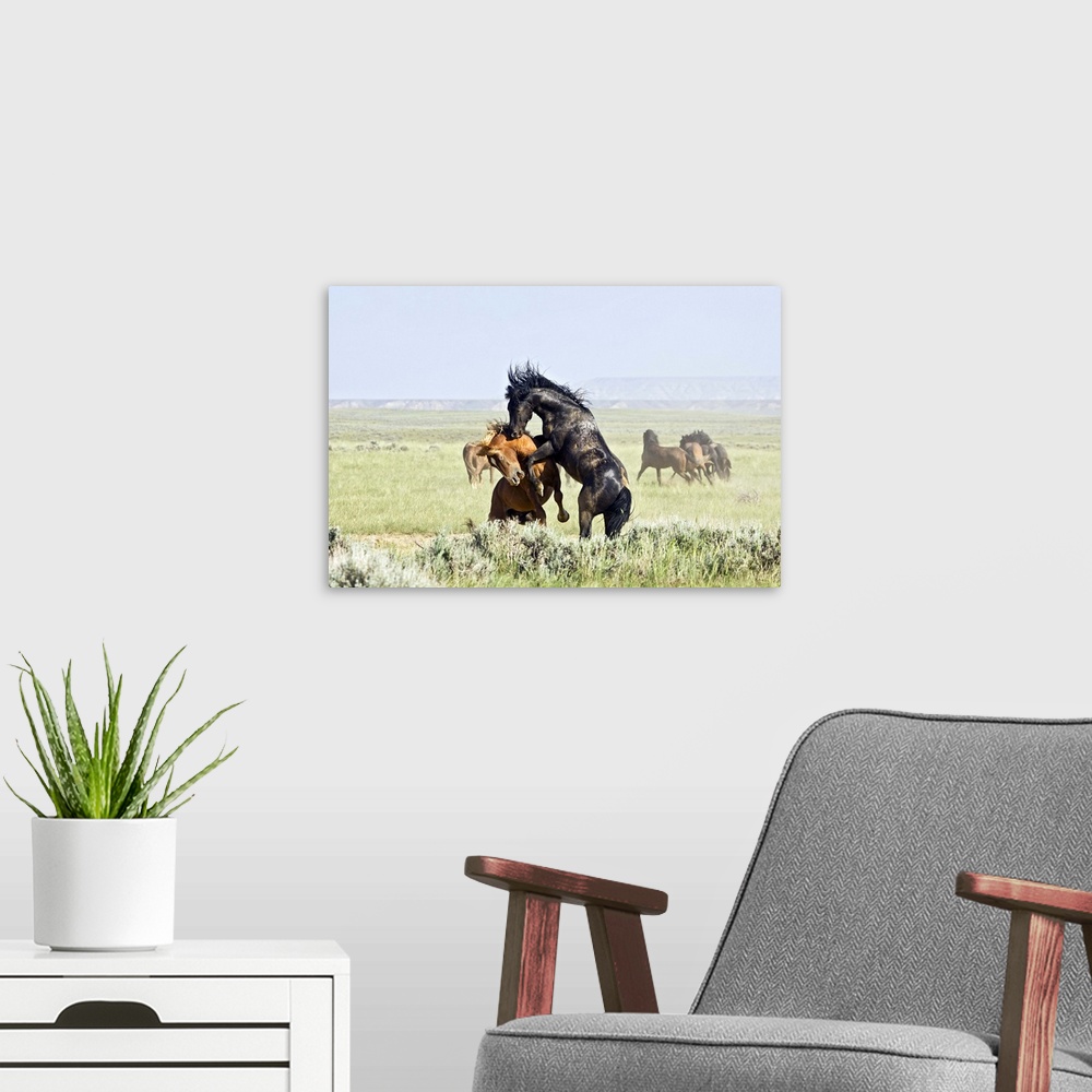 A modern room featuring Feral Horses (Equus caballus) fighting, east of Cody, Wyoming.