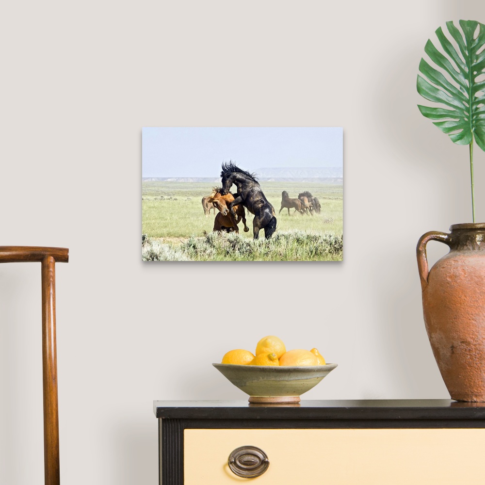A traditional room featuring Feral Horses (Equus caballus) fighting, east of Cody, Wyoming.