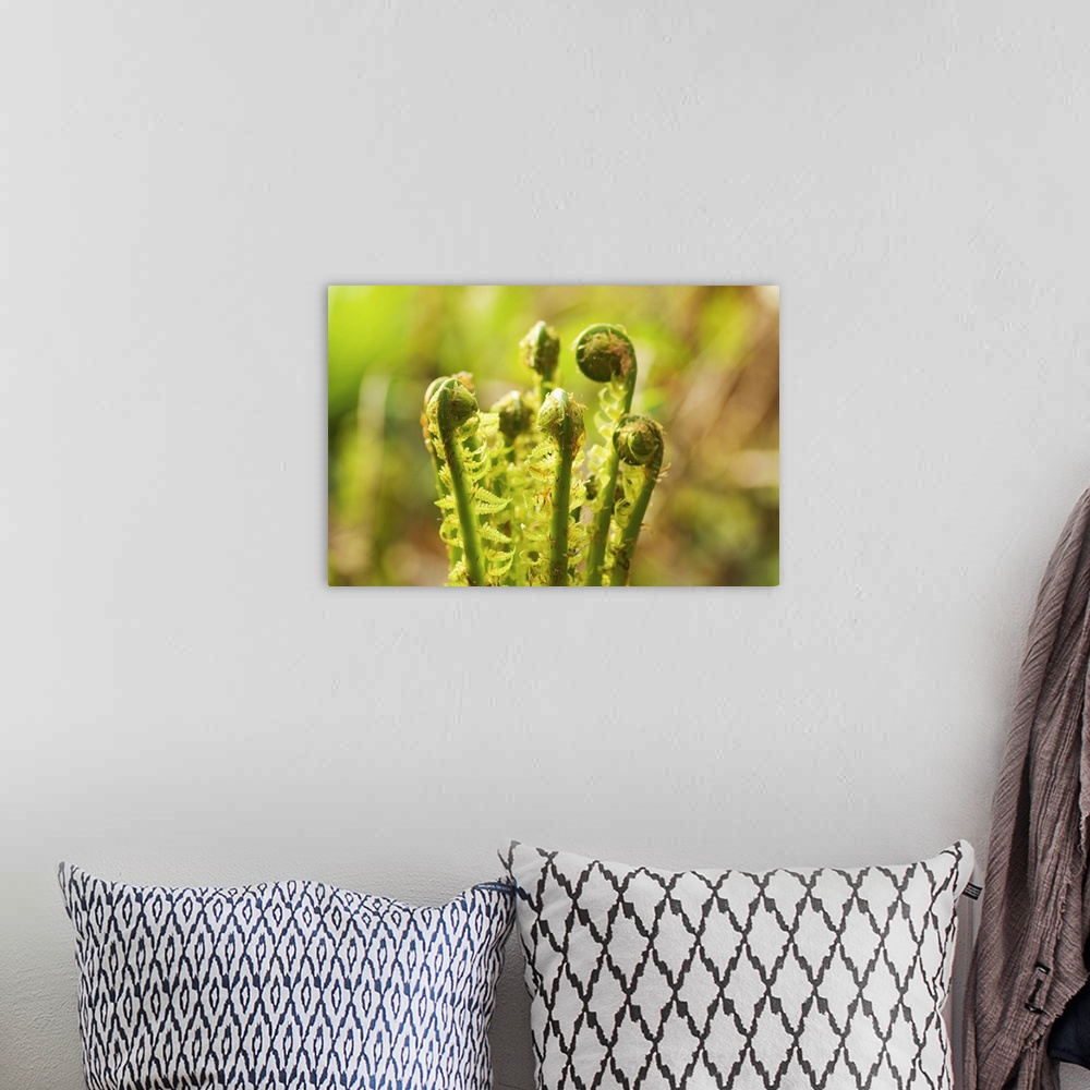 A bohemian room featuring Fiddleheads, Stanley Park, British Columbia