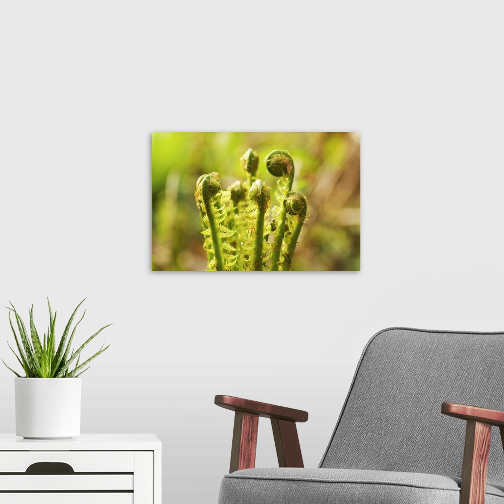 A modern room featuring Fiddleheads, Stanley Park, British Columbia