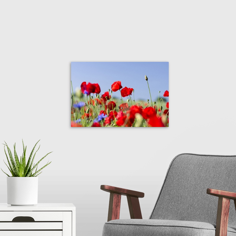 A modern room featuring Field with poppy and conrflowers in the Usedomer Schweiz on the island of Usedom. Europe,Germany,...