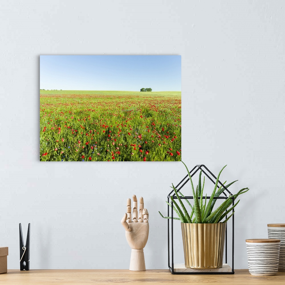 A bohemian room featuring Field with poppy and conrflowers in the Usedomer Schweiz on the island of Usedom. Europe,Germany,...