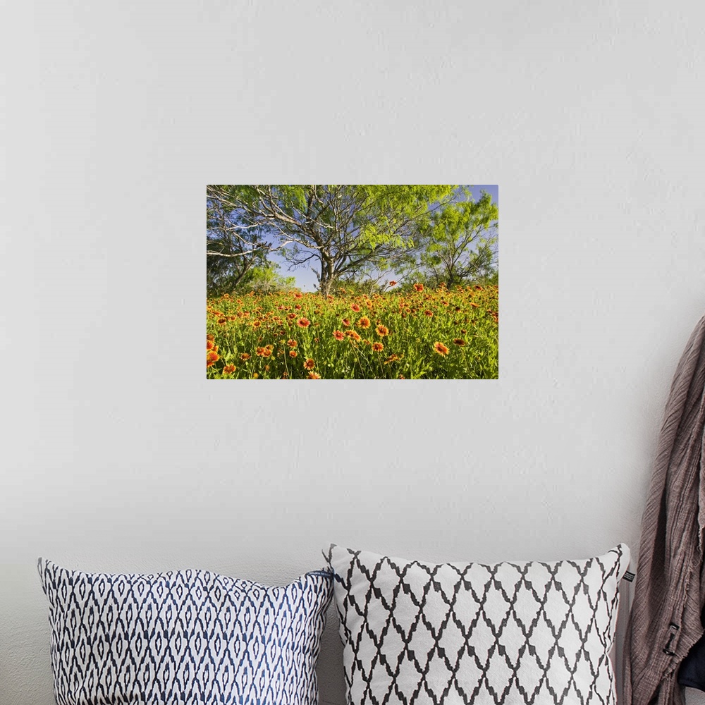 A bohemian room featuring Firewheels (Gaillardia pulchella) wildflowers growing in mesquite trees, s. Texas, USA, spring