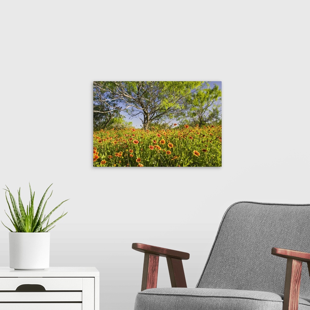 A modern room featuring Firewheels (Gaillardia pulchella) wildflowers growing in mesquite trees, s. Texas, USA, spring