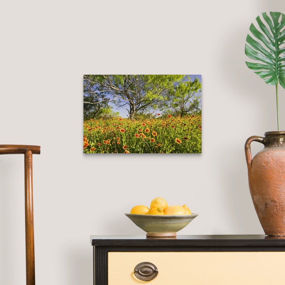 A traditional room featuring Firewheels (Gaillardia pulchella) wildflowers growing in mesquite trees, s. Texas, USA, spring