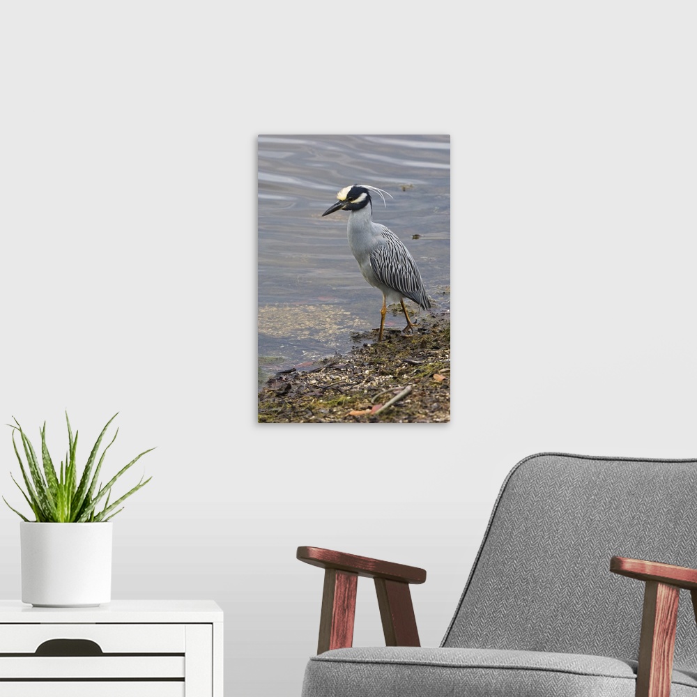 A modern room featuring USA, FL, Sanibel, Yellow-Crowned Night Heron (Nycticorax violaceus)