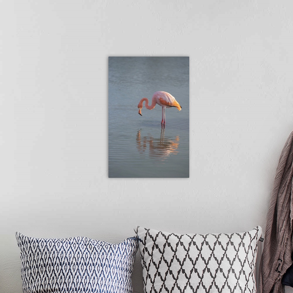 A bohemian room featuring Flamingo Looking For Food In An Estuary In The Galapagos Islands