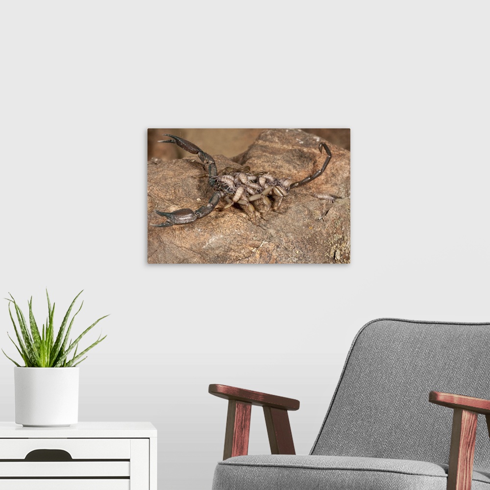 A modern room featuring Flat Rock Scorpion.Hadogenes paucidens.Native to Africa