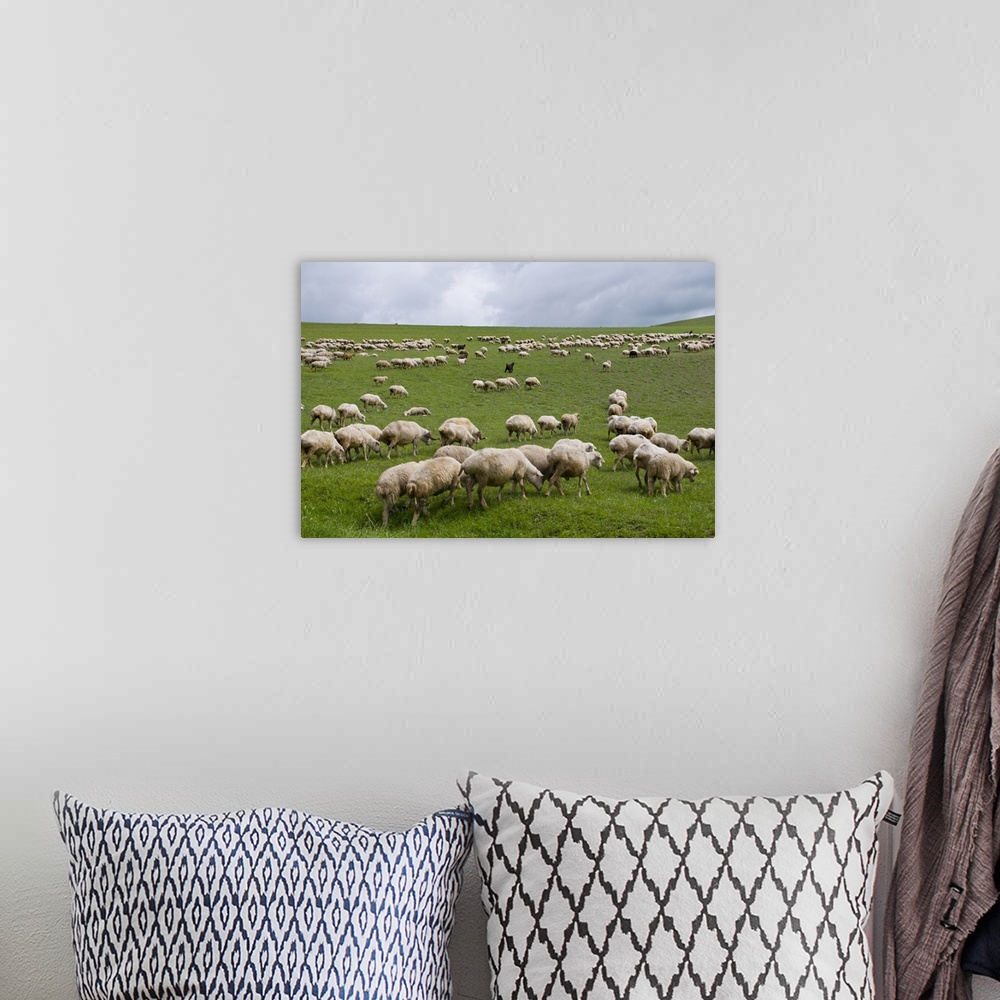 A bohemian room featuring Flock of sheep in the lonely steppe landscape near David Gareja, Georgia.