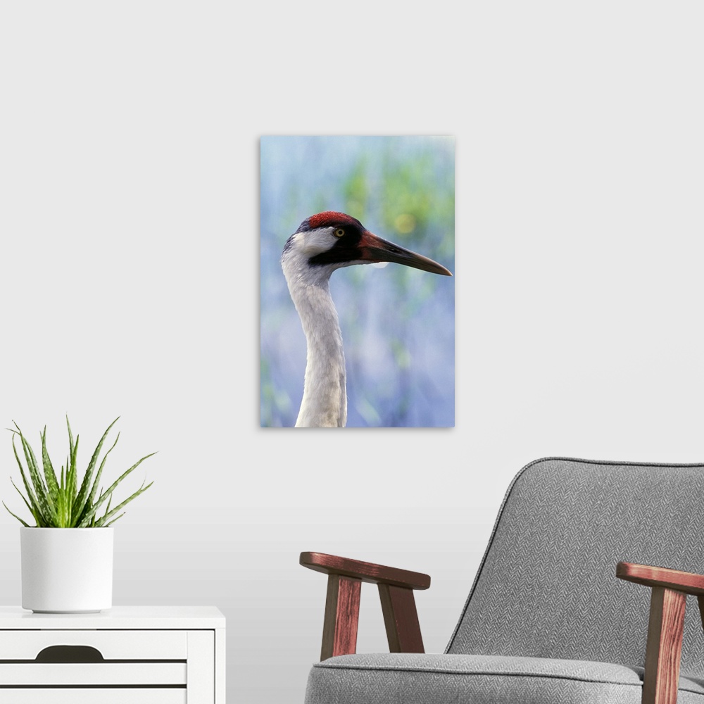 A modern room featuring USA, Florida. Adult Whooping Crane (Grus americana)