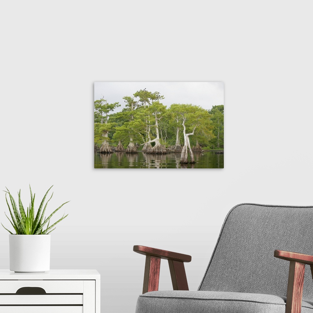 A modern room featuring USA, Florida, Blue Cypress Lake. Cypress tree stand with roosting vultures and osprey.