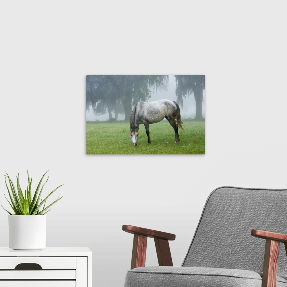 A modern room featuring Florida Cracker mare on a foggy morning.Equus caballus.Bushnell, FL