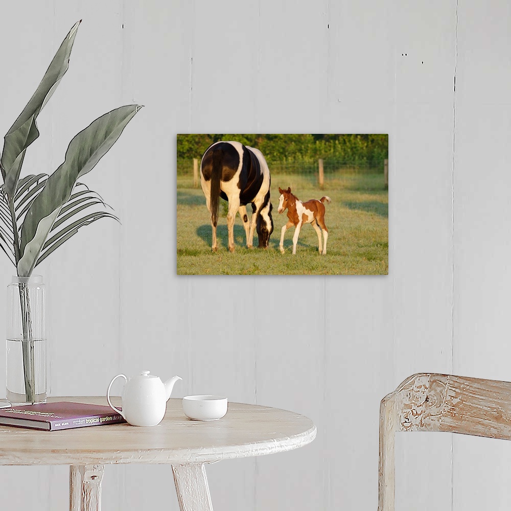 A farmhouse room featuring Newborn Paint filly, Central Florida.