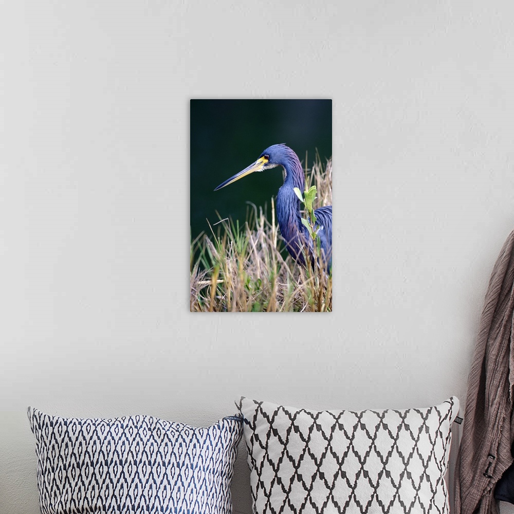 A bohemian room featuring USA, Florida. Tri Color Heron (Egretta tricolor)