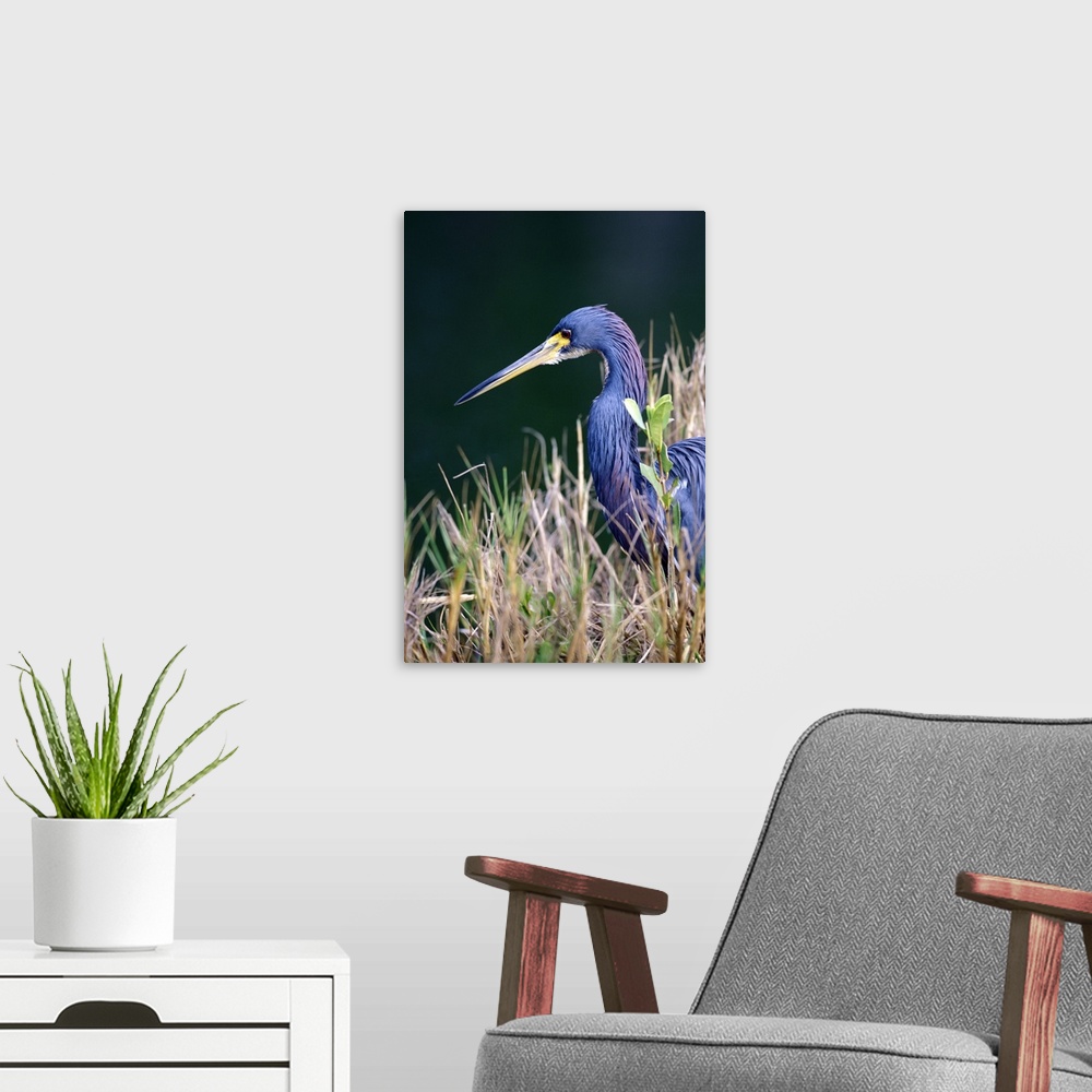 A modern room featuring USA, Florida. Tri Color Heron (Egretta tricolor)