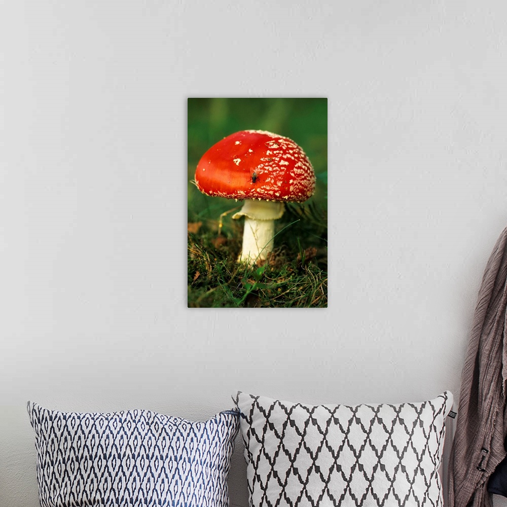 A bohemian room featuring UK. Fly Agaric (Amanita muscaria) mushroom with Fly.