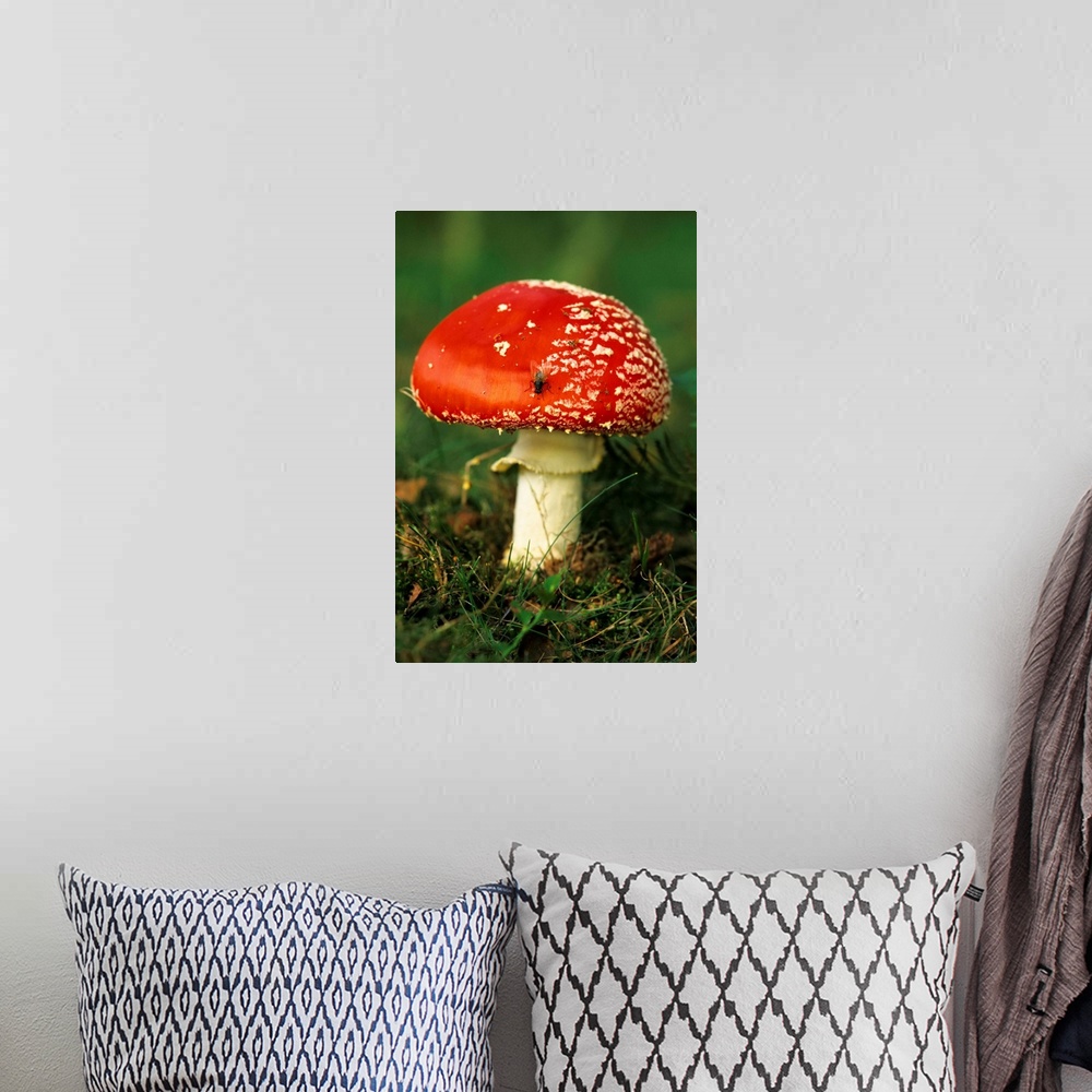 A bohemian room featuring UK. Fly Agaric (Amanita muscaria) mushroom with Fly.