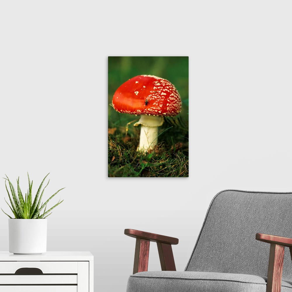 A modern room featuring UK. Fly Agaric (Amanita muscaria) mushroom with Fly.