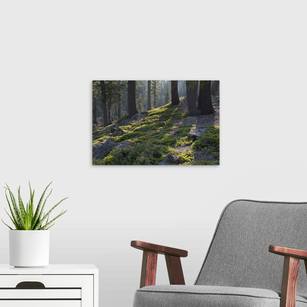 A modern room featuring Forest, Lassen Volcanic National Park, Mount Lassen, California, USA.