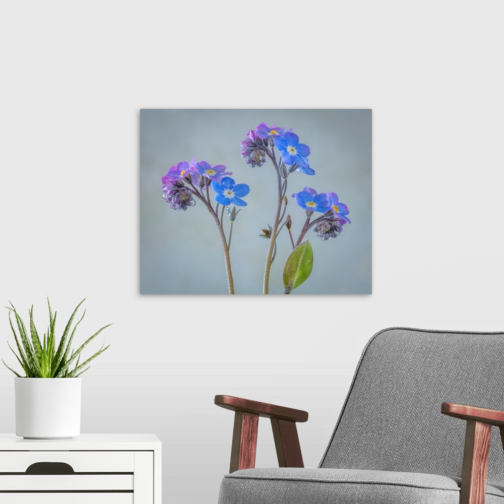 A modern room featuring USA, Washington, Seabeck. Close-up of forget-me-not flowers.