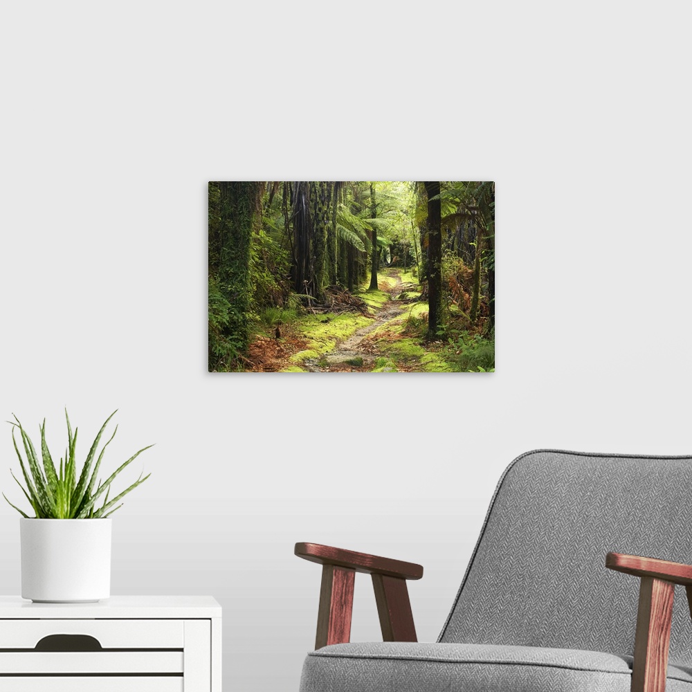 A modern room featuring Track by Fox River, Paparoa National Park, West Coast, South Island, New Zealand