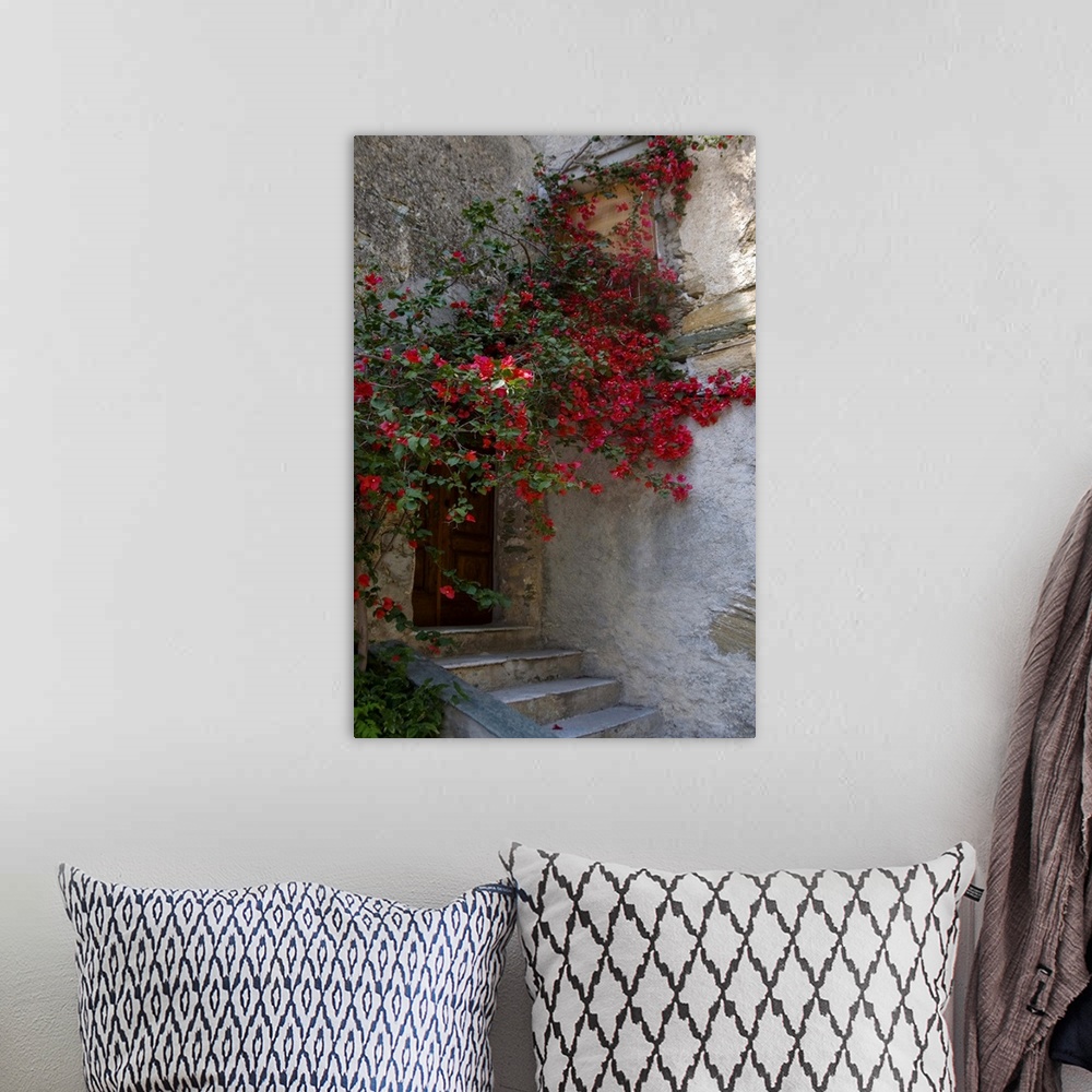 A bohemian room featuring France, Corsica, Bougainvillea In Bloom Above Entrance To House In Oletta
