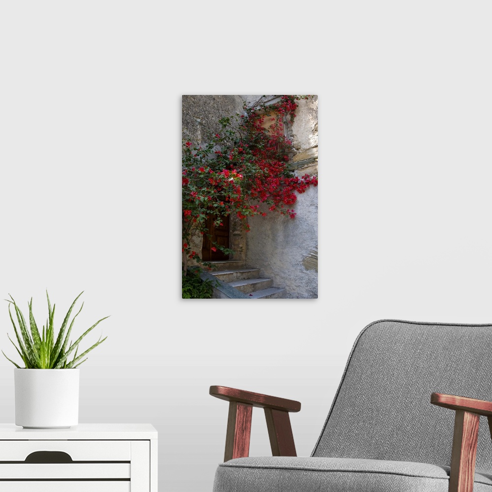A modern room featuring France, Corsica, Bougainvillea In Bloom Above Entrance To House In Oletta