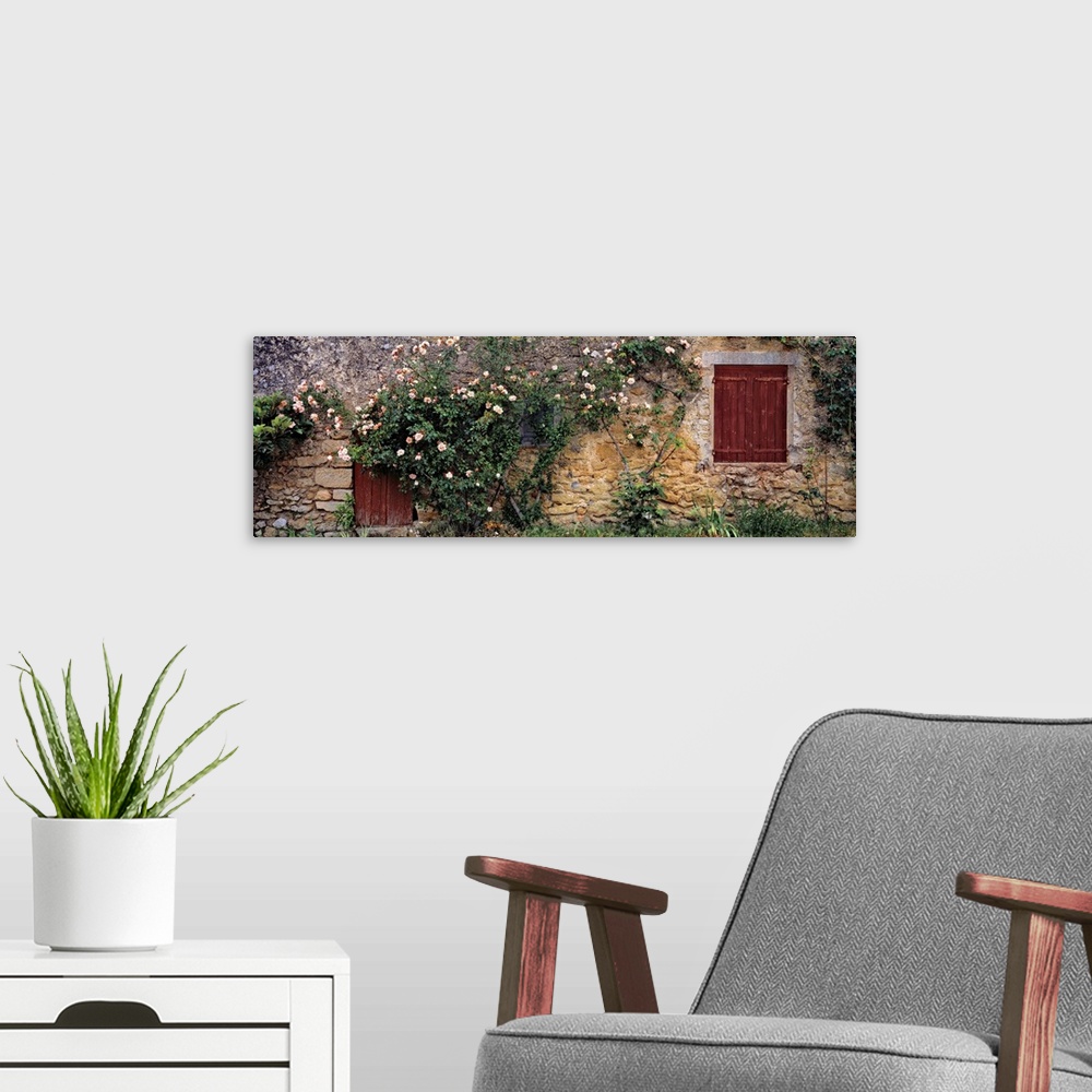 A modern room featuring Europe, France, Lourmarin. A climbing pink rosebush covers an ancient stone wall in Lourmarin in ...