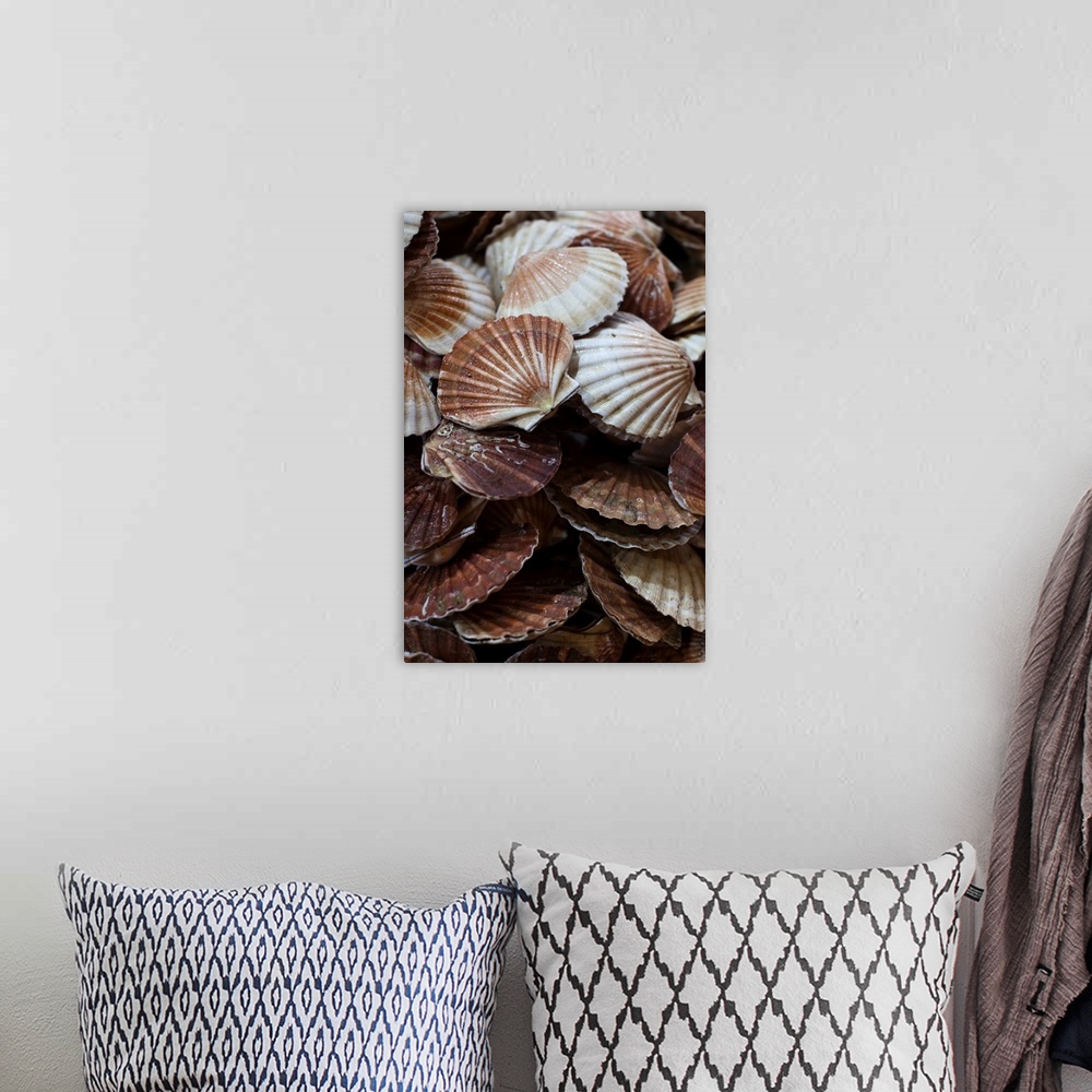 A bohemian room featuring France, Moselle, Lorraine Region, Metz, Covered Market, Sea Shells