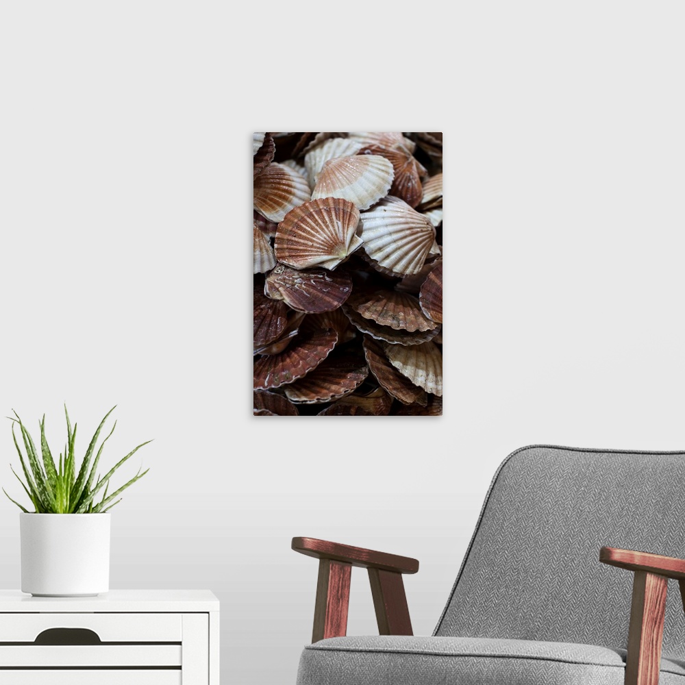 A modern room featuring France, Moselle, Lorraine Region, Metz, Covered Market, Sea Shells