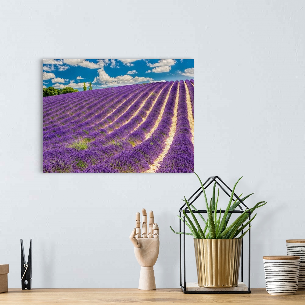 A bohemian room featuring France, Provence, Lavender Field on the Valensole plateau.