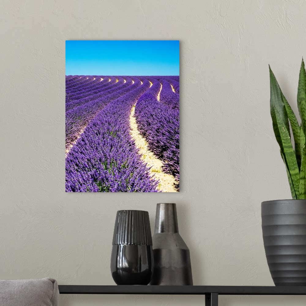 A modern room featuring France, Provence, Lavender Field on the Valensole plateau.