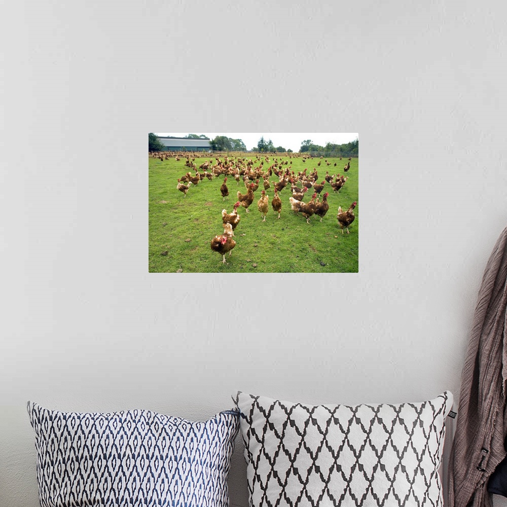 A bohemian room featuring Free Range Hens on Organic Farm.
